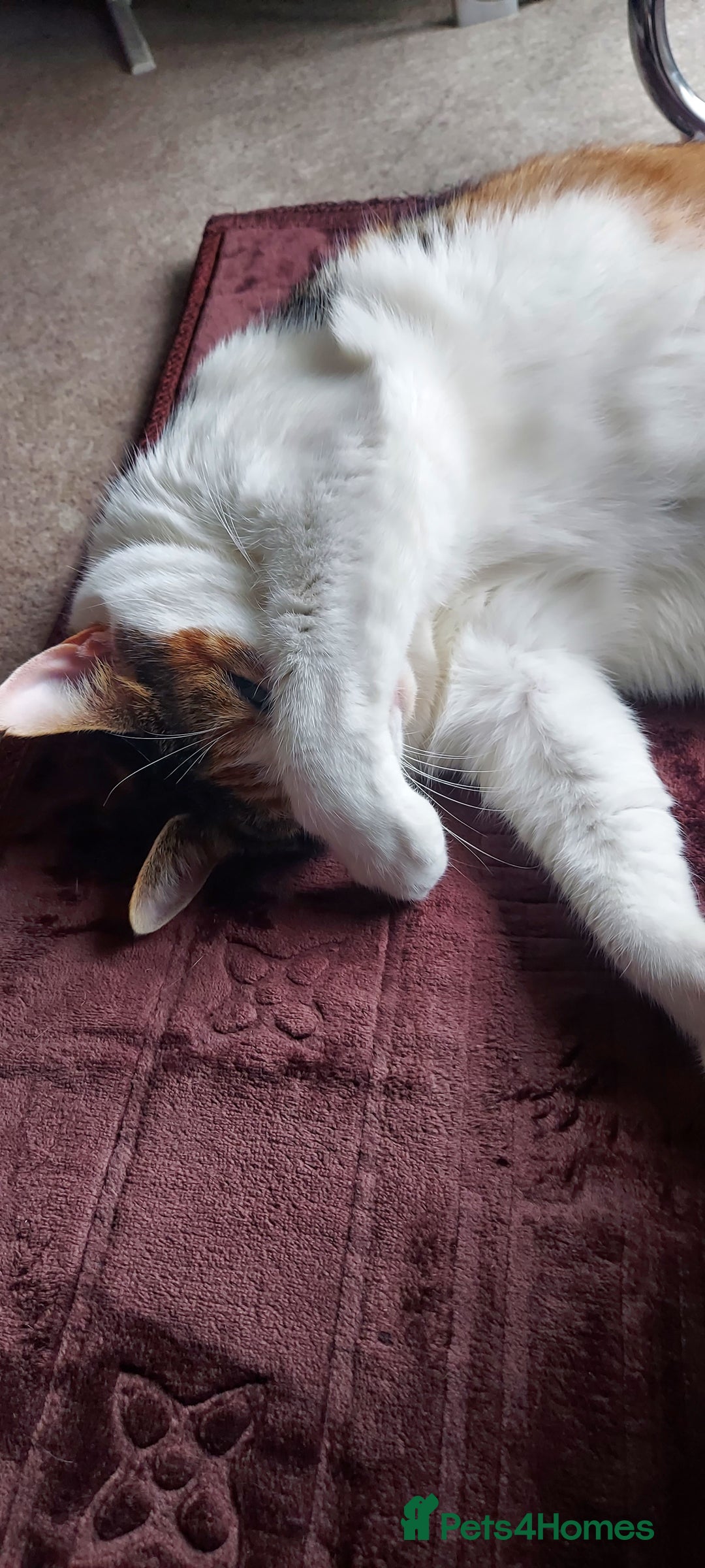Mixed Breed cats for sale: Mimi  - Image 3