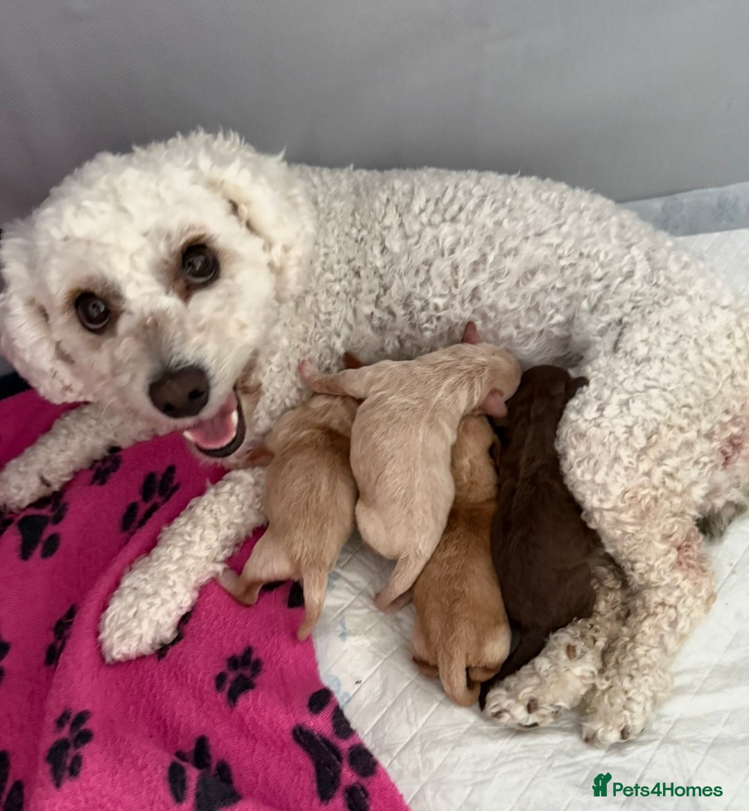 Mixed Breed dogs for sale: Poochon x Doxiepoo - Advert 9