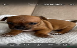 Jug dogs for sale: Jug/Jack Russell Pups - Image 1