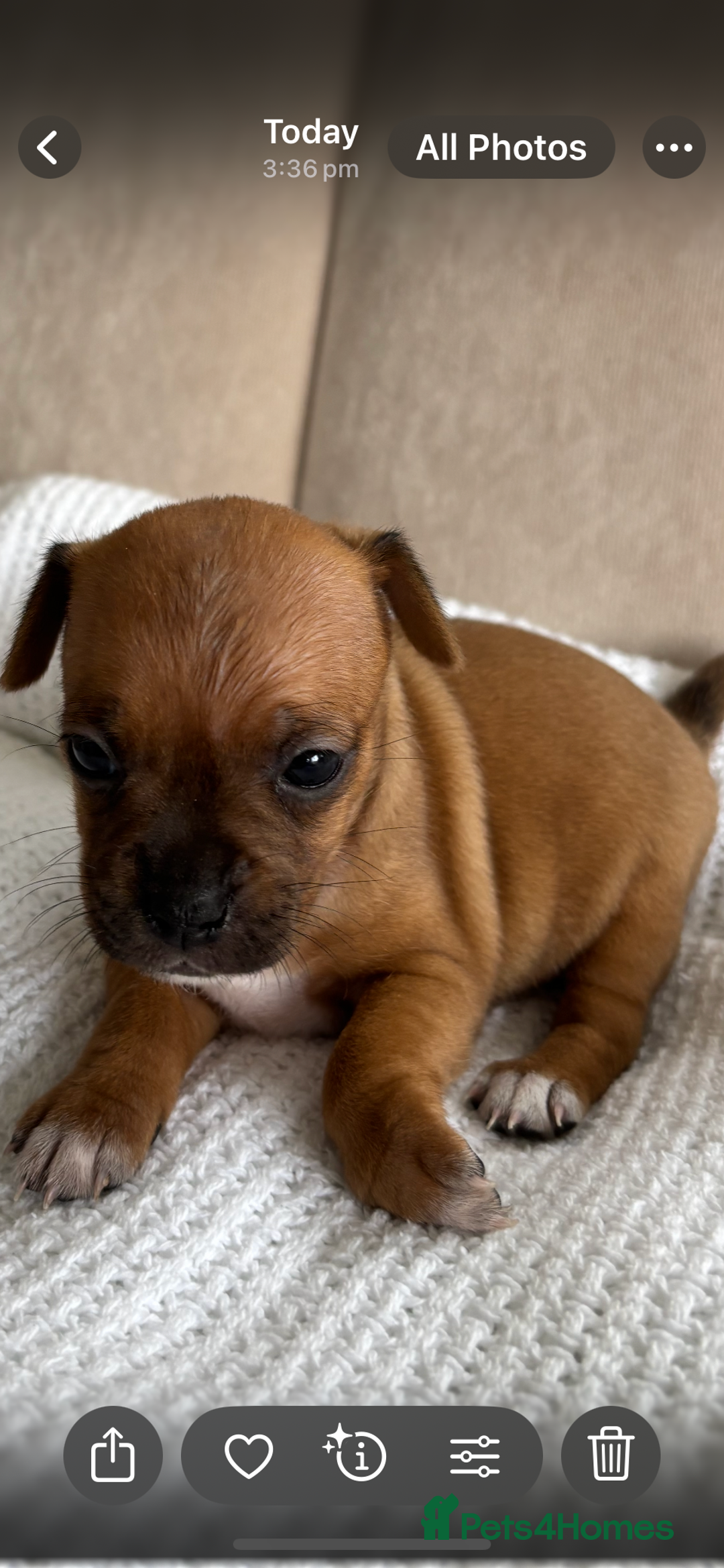 Jug dogs for sale: Jug/Jack Russell Pups - Image 1