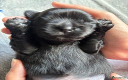 Shih Tzu dogs for sale: Bear 🐻  - Image 2