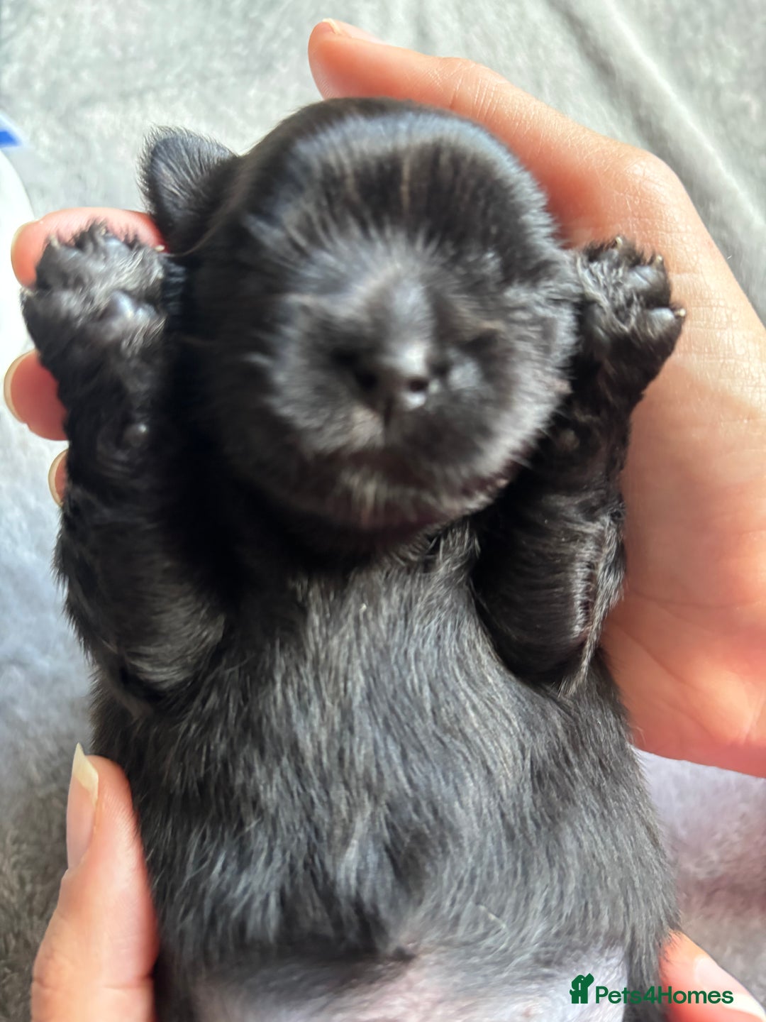 Shih Tzu dogs for sale: Bear 🐻  - Image 2