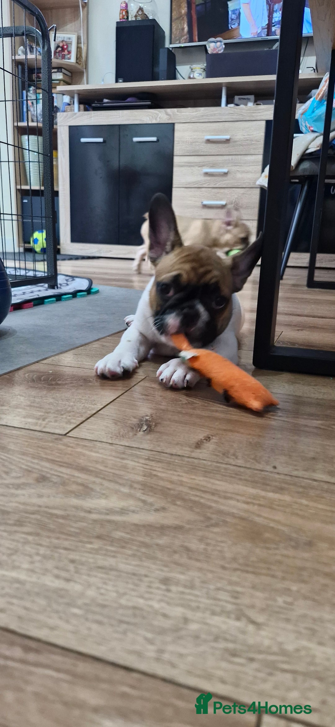 French Bulldog dogs for sale: French Bulldogs - Image 21