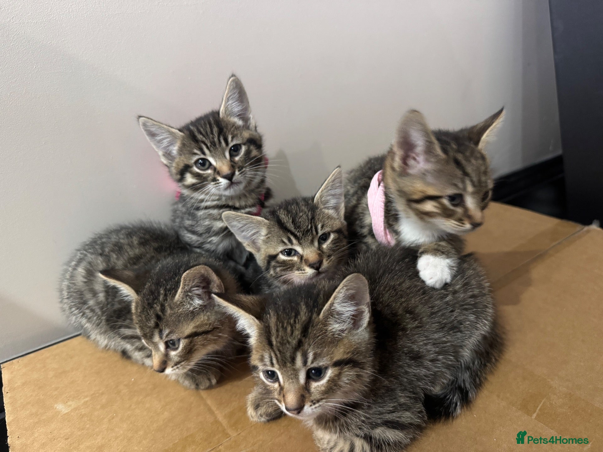 Mixed Breed cats 5 beautiful tabby kittens  - Advert 1