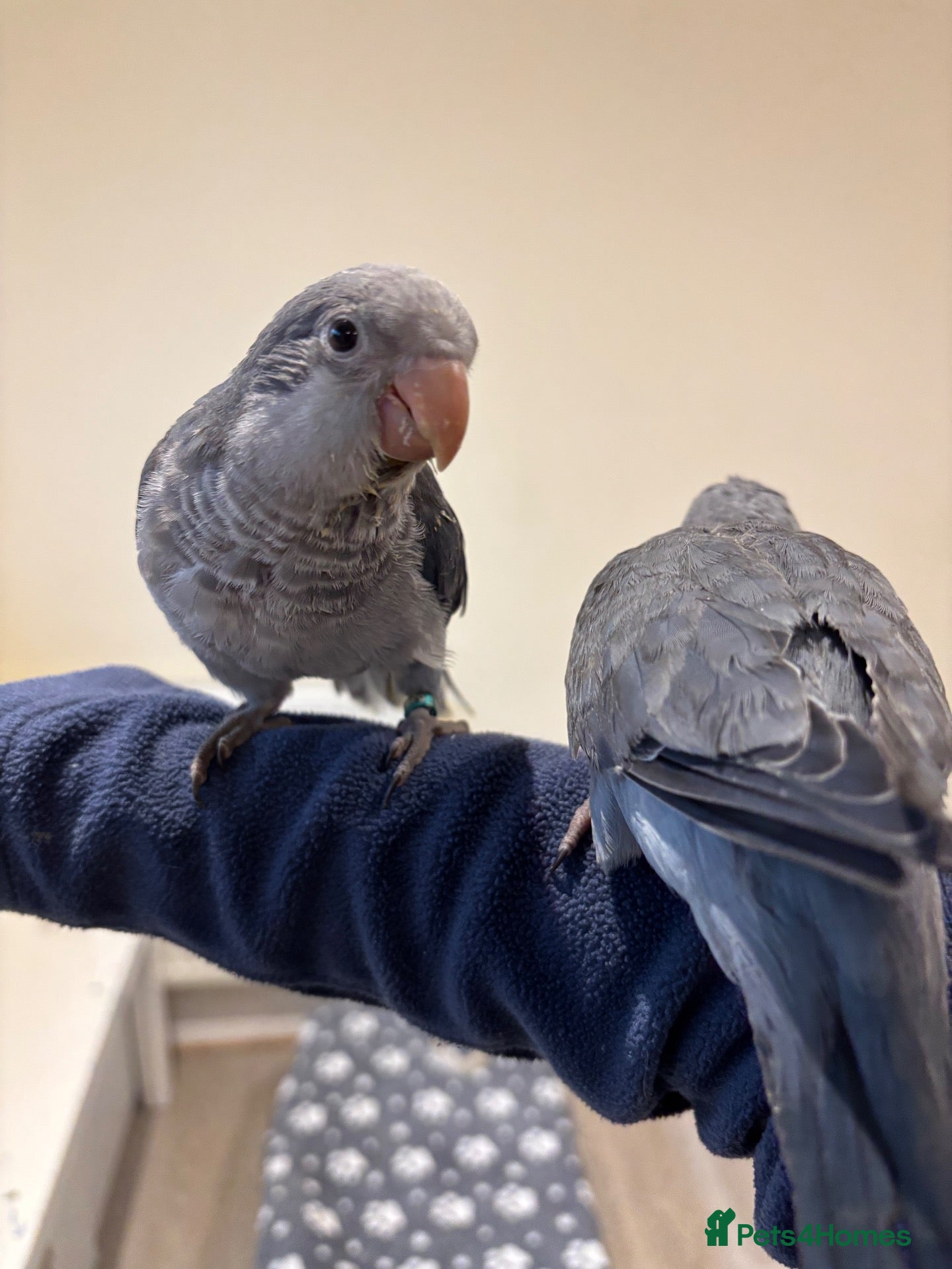 Parrots birds Mauve hand reared Quaker for sale  - Advert 10