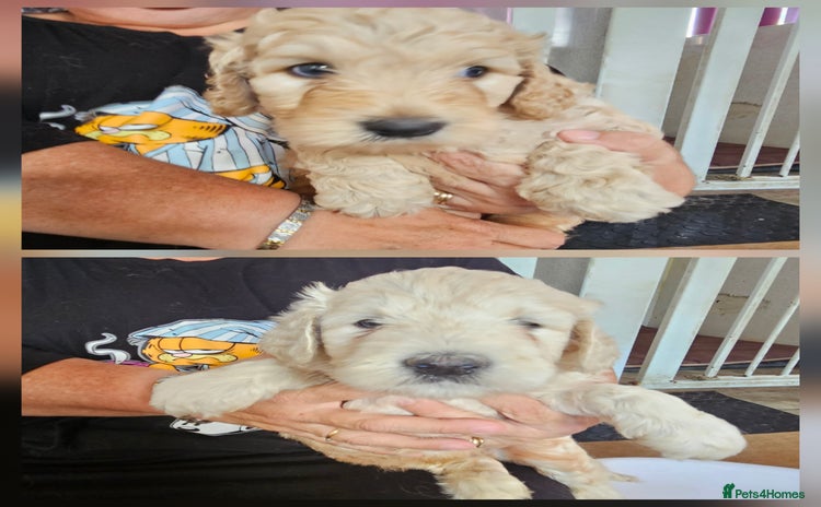 Double Doodle dogs - Advert 1