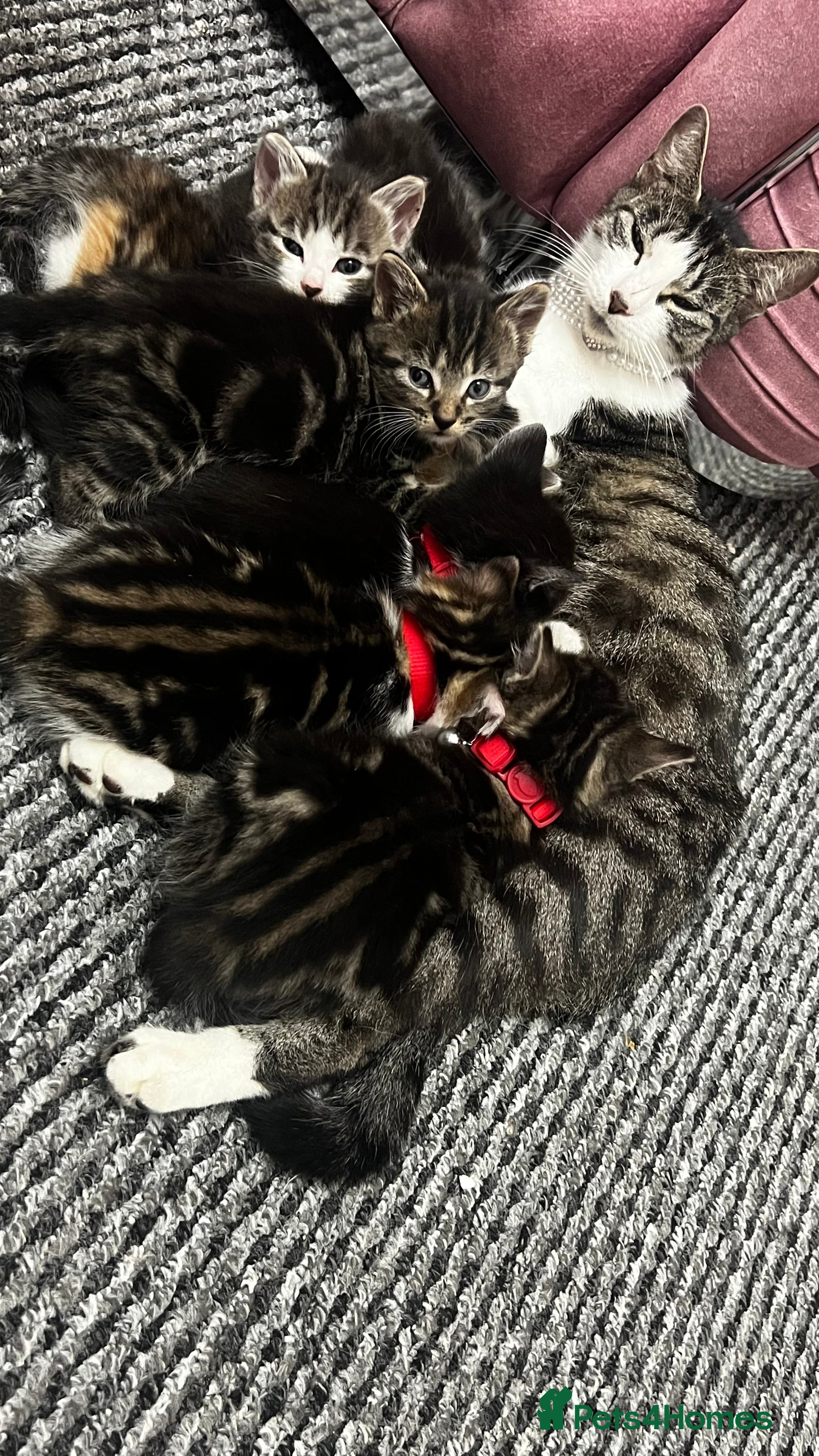 British Shorthair cats Ready to reserve Tiger print bengals😍 - Advert 1