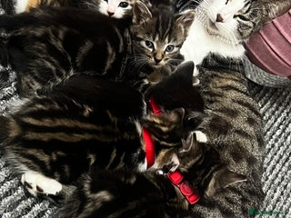 British Shorthair cats Ready to reserve Tiger print bengals😍 - Advert 1