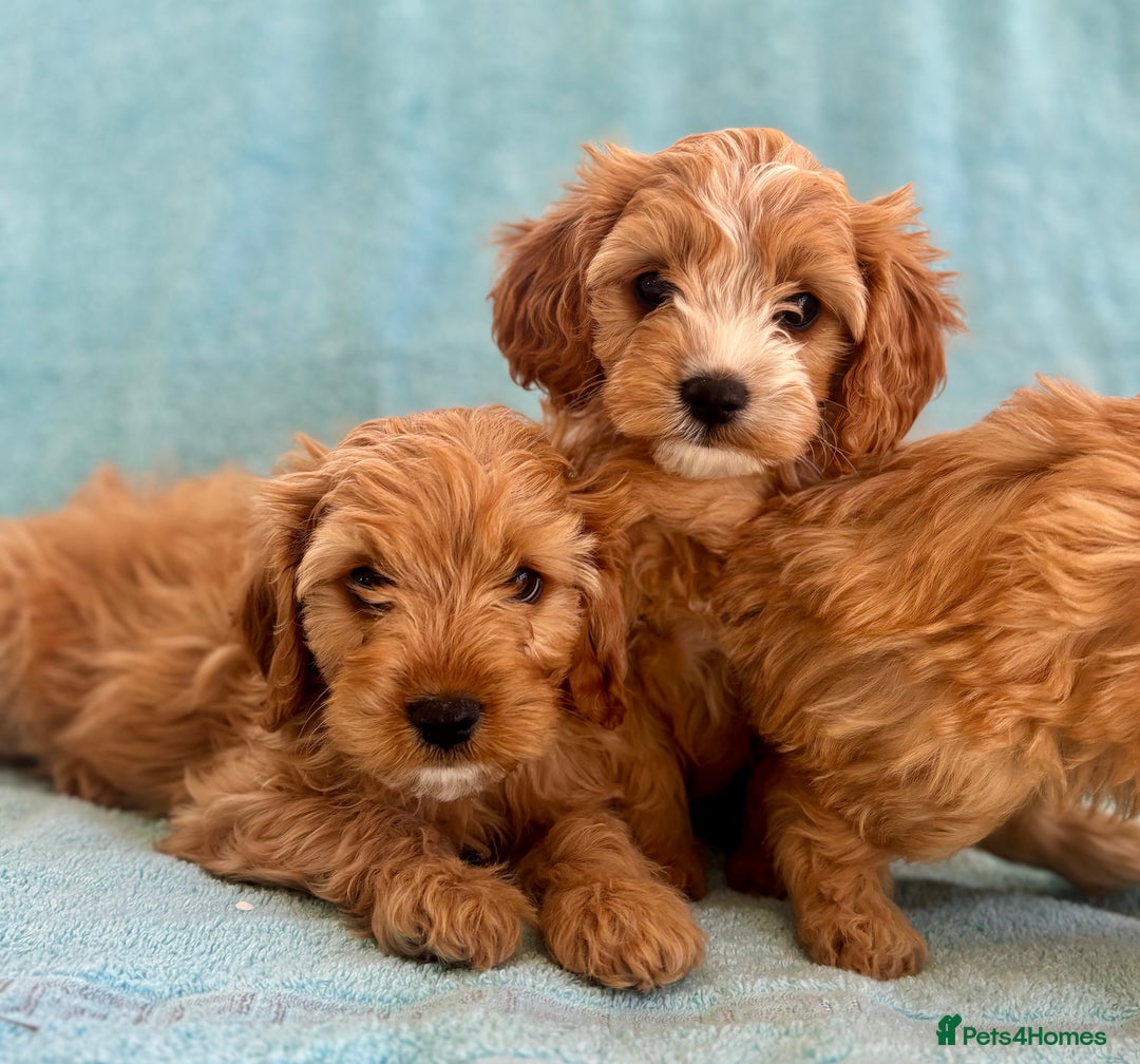 Cavapoo dogs for sale: Beautiful cavapoo puppies  - Image 5