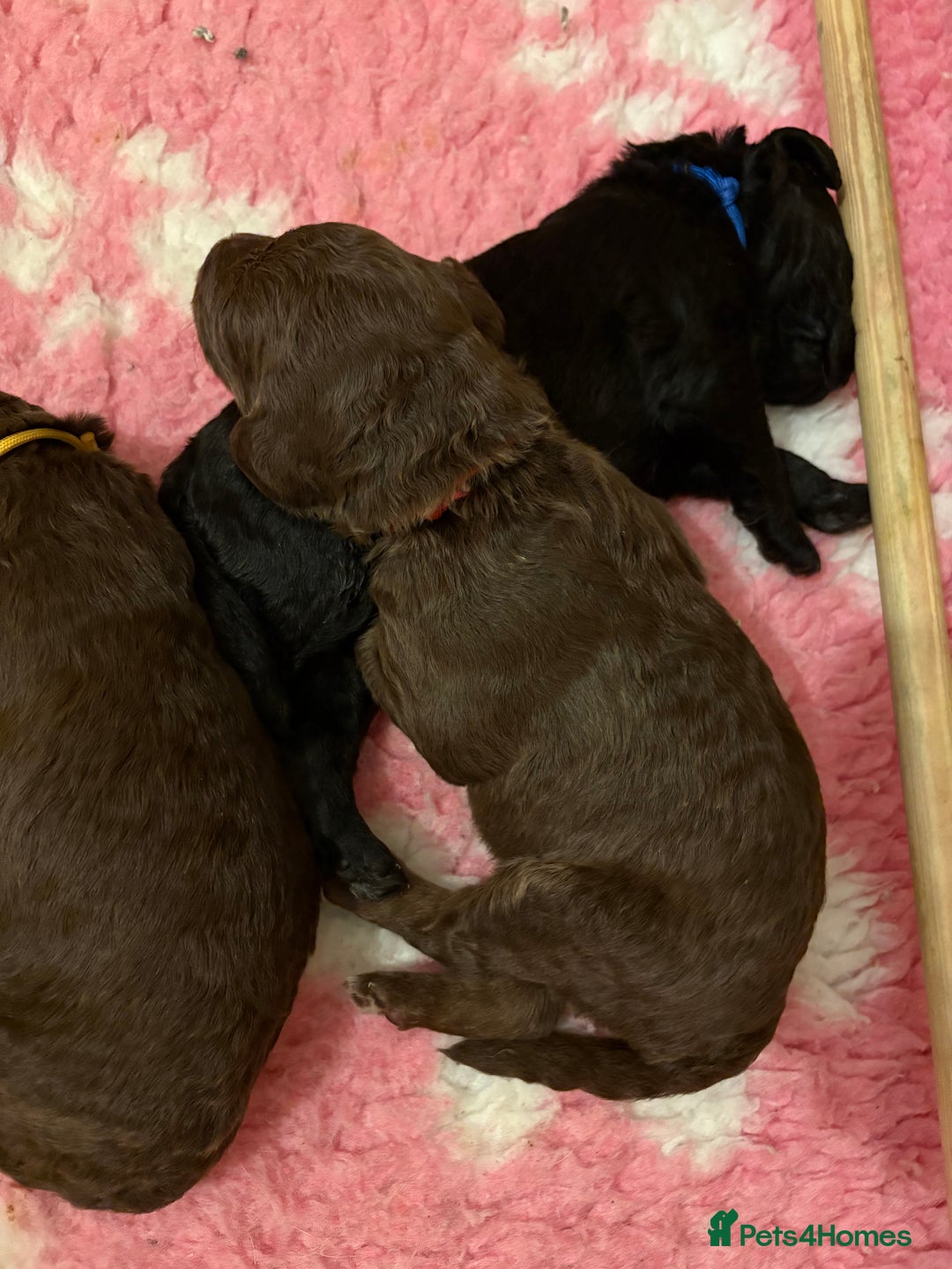Labradoodle dogs for sale: Stunning Labradoodle Puppies  - Image 5