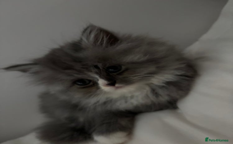 Persian cats - Advert 5