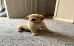 Golden Retriever dogs for sale: 5 Male Golden Retriever Galactic Puppies For Sale in Nottingham - Image 8