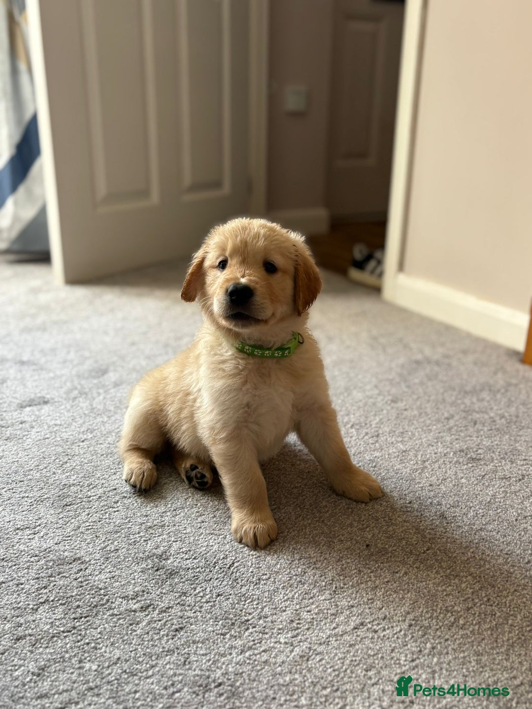Golden Retriever dogs for sale: 5 Male Golden Retriever Galactic Puppies For Sale in Nottingham - Image 8