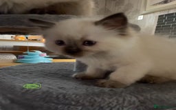 Ragdoll cats for sale: Ragdoll kittens - Image 11