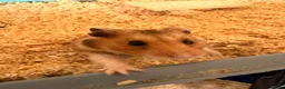 Hamster rodents for sale: Syrian Hamster with Large Cage and Toys - Advert 7