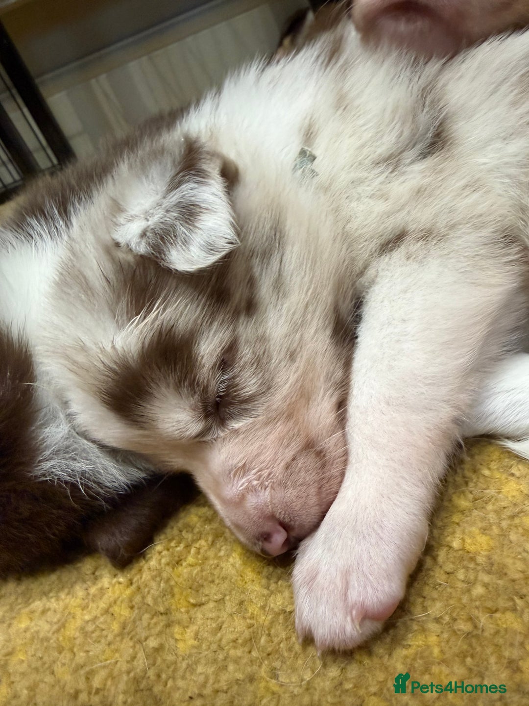 Border Collie dogs for sale: Red & white tri merle border collie puppies - Advert 9