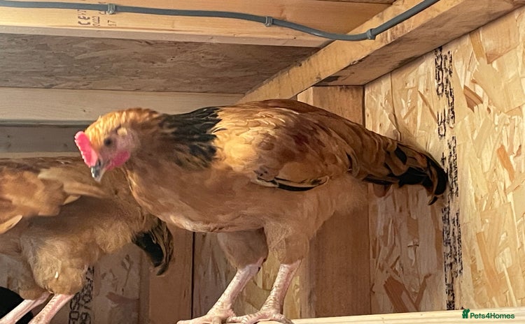 Chickens poultry - Advert 2