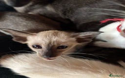 Siamese cats for sale: SIAMESE and ORIENTAL KITTENS - Image 12