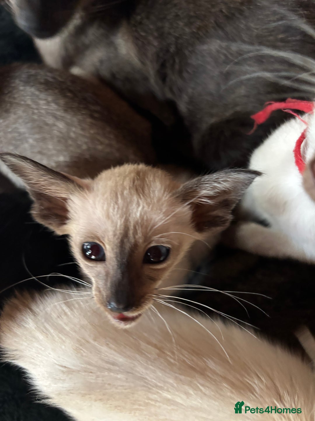 Siamese cats for sale: SIAMESE and ORIENTAL KITTENS - Image 12