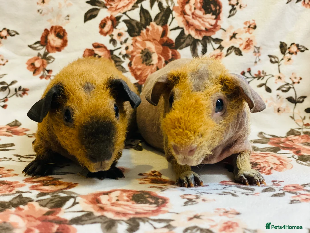 Guinea Pig rodents for sale: Stunning pedigree skinny pig and werewolf brothers - Advert 2
