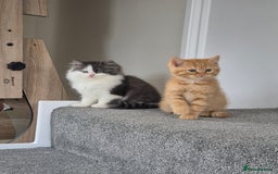 Persian cats for sale: 5 long haired kittens for sale - Image 9