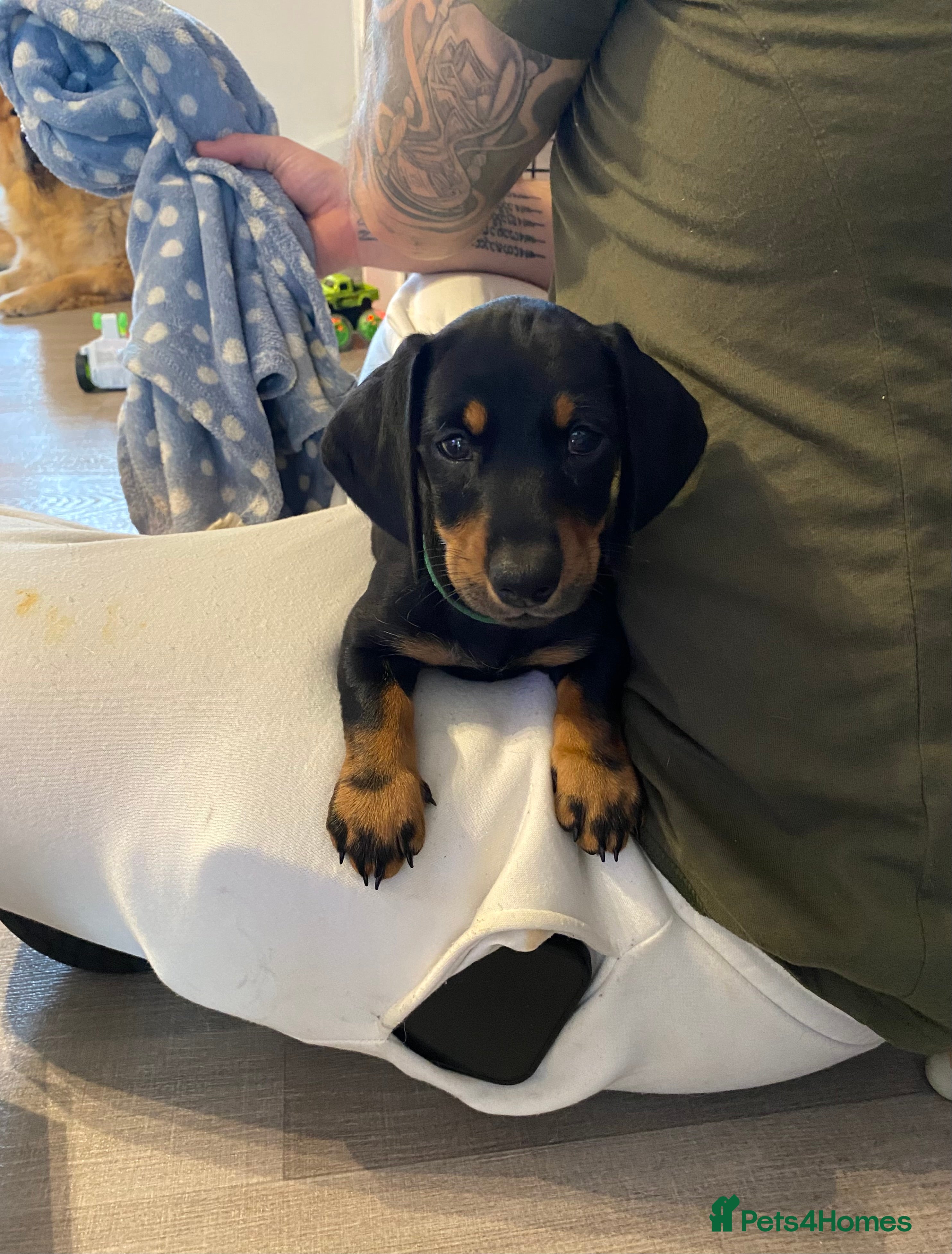 Dachshund dogs Last BOY dachshund for sale  - Advert 8