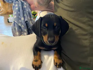 Dachshund dogs Last BOY dachshund for sale - Advert 8