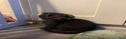 Scottish Fold cats for sale: Scottish fold kittens  - Advert 14