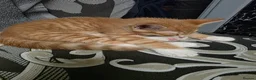 Mixed Breed cats for sale: Kittens looking for new home in Leigh - Advert 6