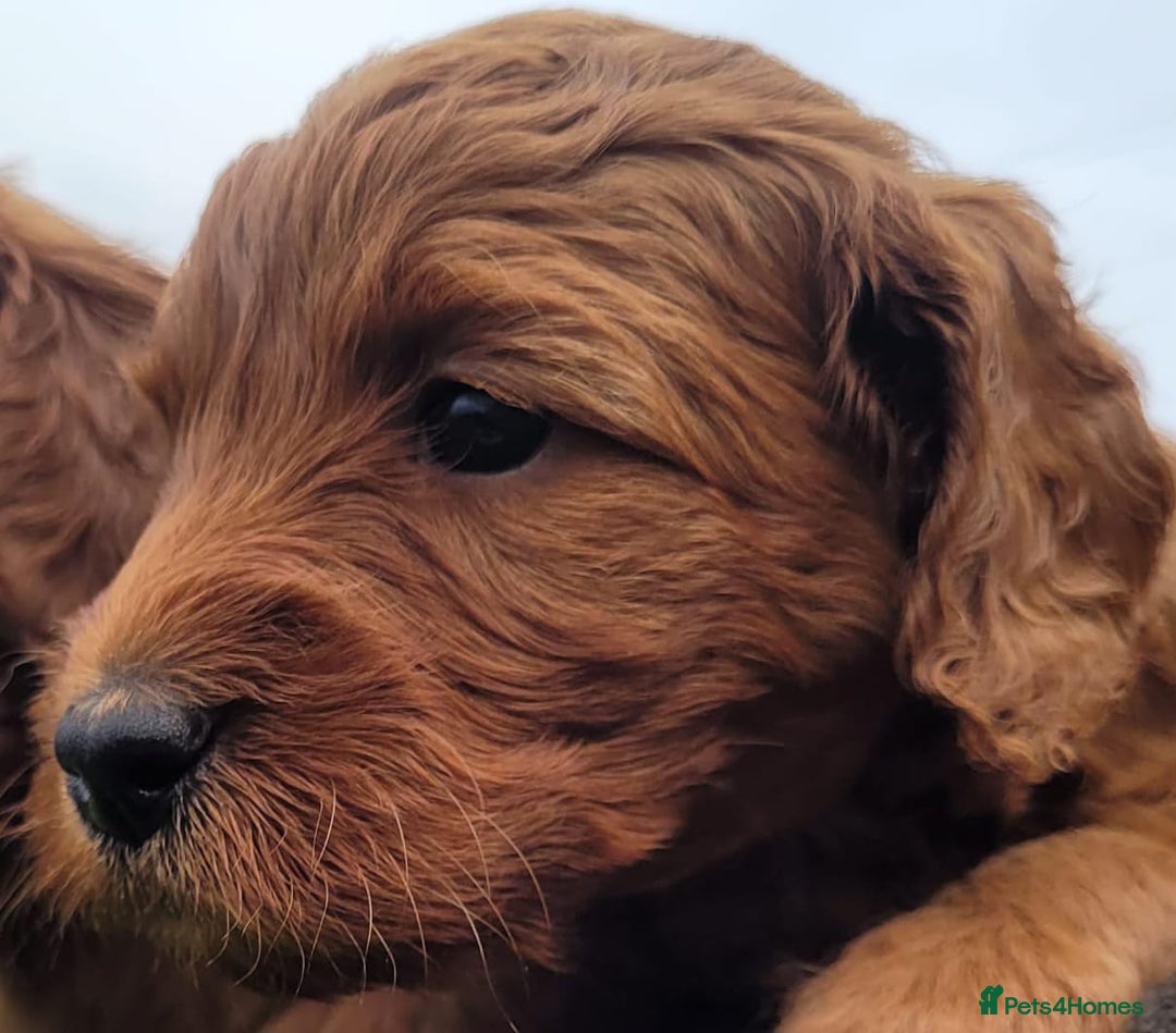 Labradoodle dogs for sale: Miniature dark fox red labradoodles - Image 9