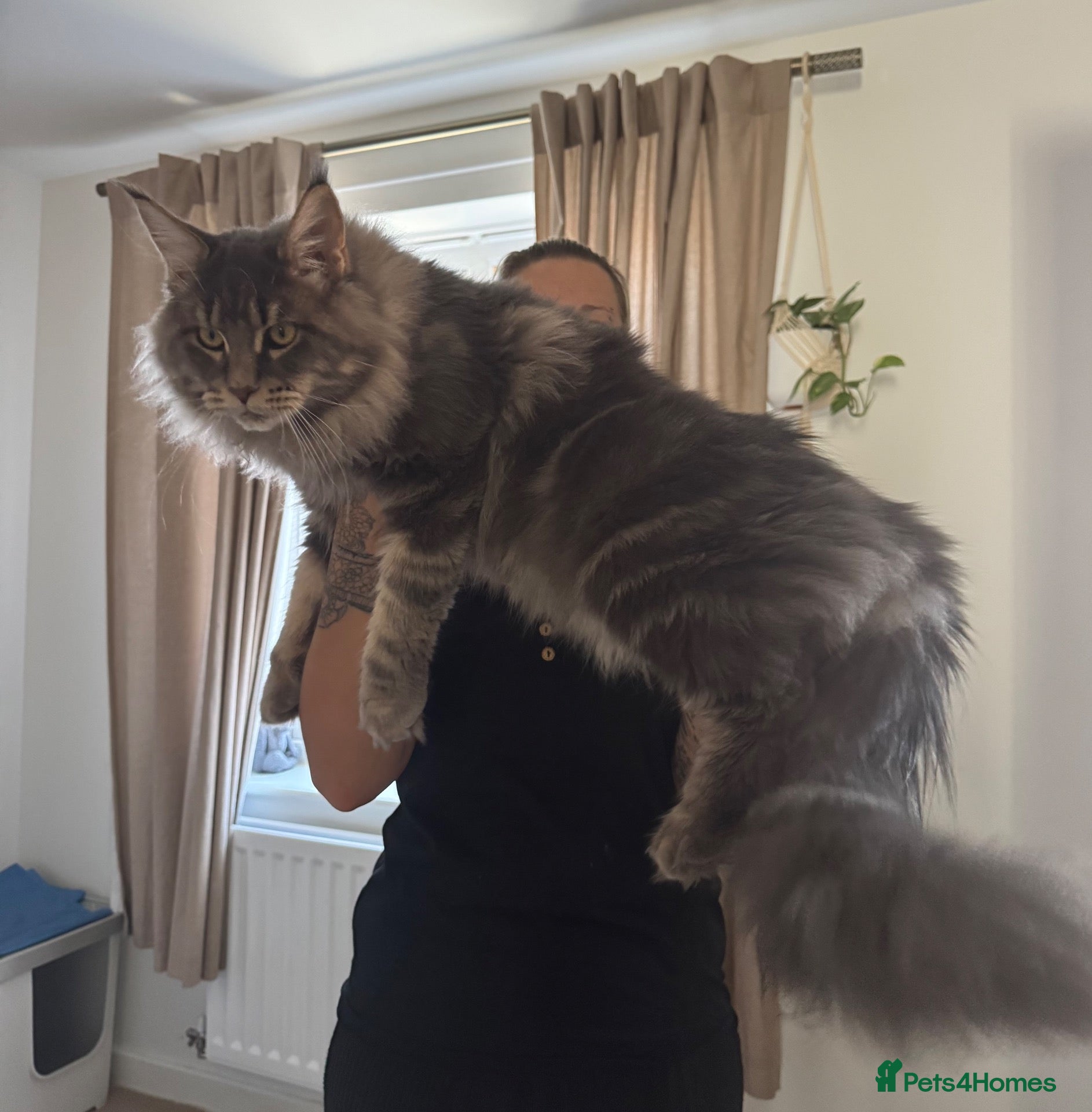 Maine Coon cats PURE MAINE COON – TREN AVAILABLE FOR STUD  - Advert 1