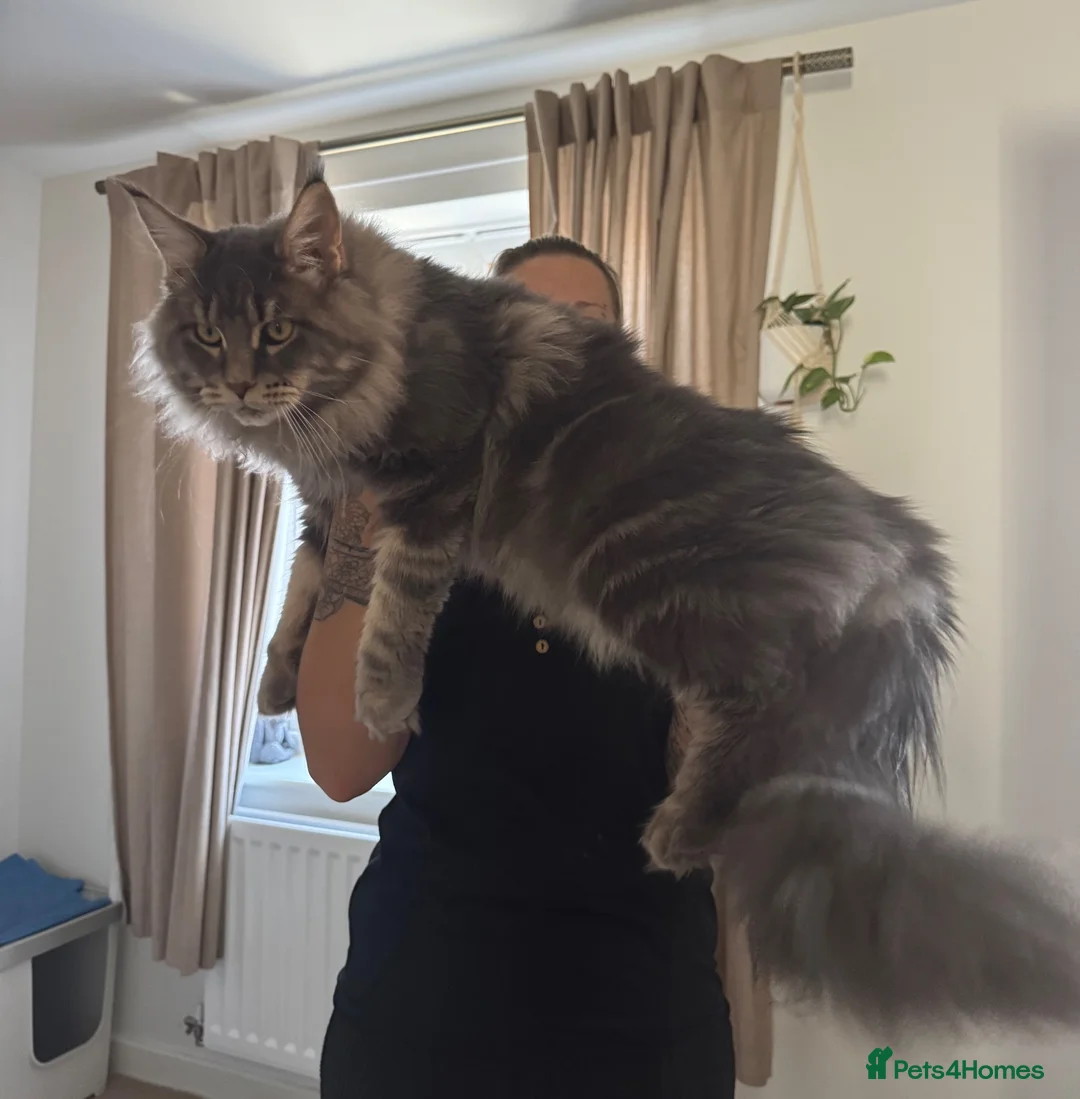 Maine Coon cats for stud: PURE MAINE COON – TREN AVAILABLE FOR STUD  - Advert 1