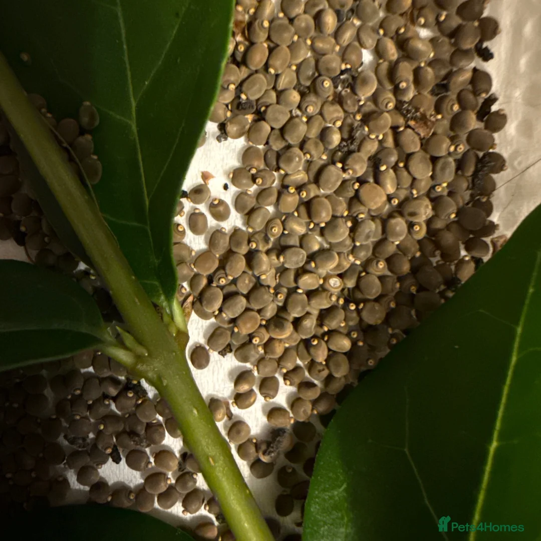 Stick Insects invertebrates for sale: Indian stick insect Carausius morosus nymphs eggs - Advert 2