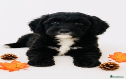 Cockapoo dogs for sale: 🐾 Beautiful Cockapoo Puppy – 1 girl  - Advert 7