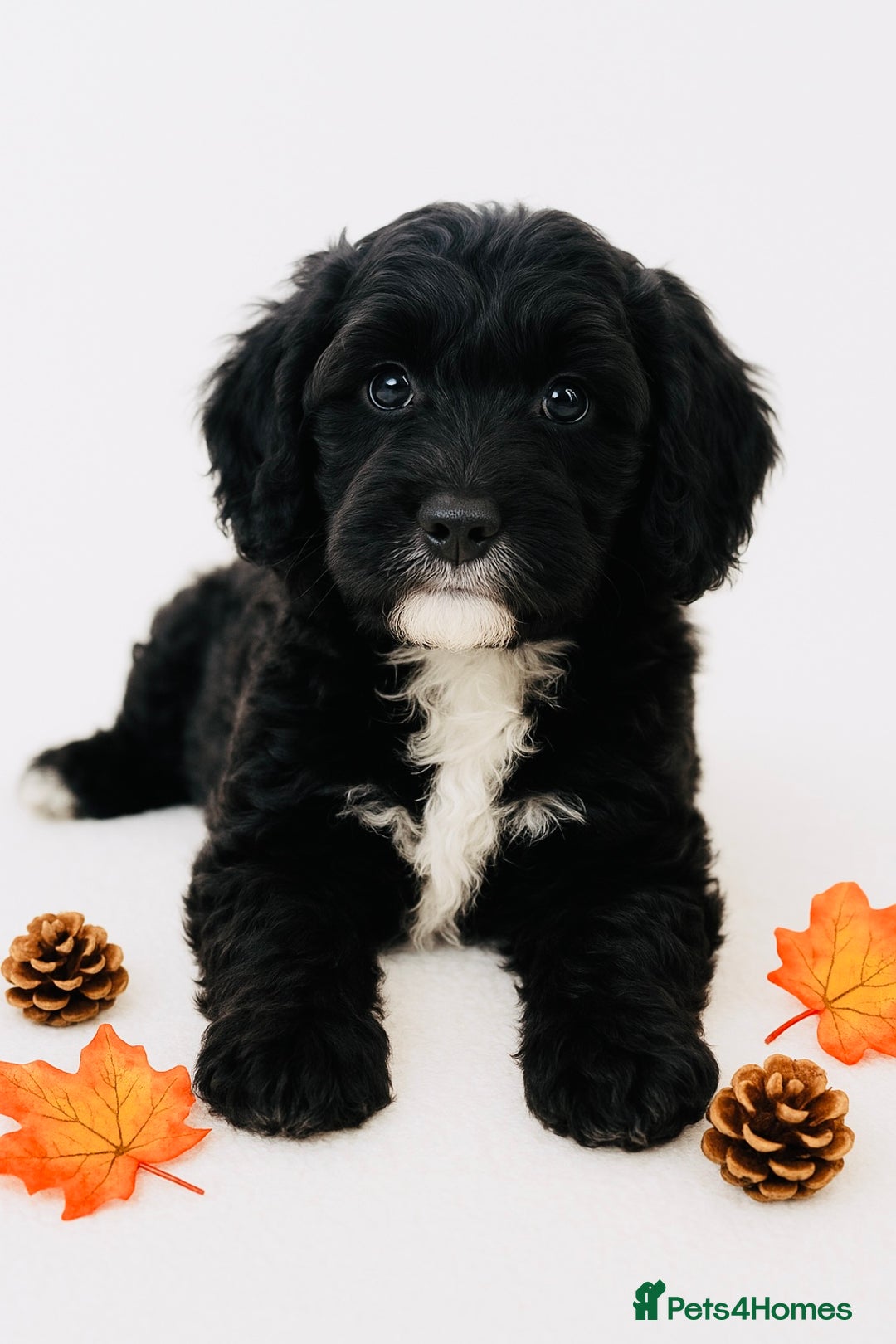 Cockapoo dogs for sale: 🐾 Beautiful Cockapoo Puppy – 1 girl  - Advert 7