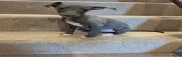 Whippet dogs for sale: 🐾Beautiful Whippet Puppies🐾 - Advert 10