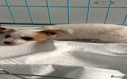 Jack Russell dogs for sale: Jack Russell bitch  - Advert 5