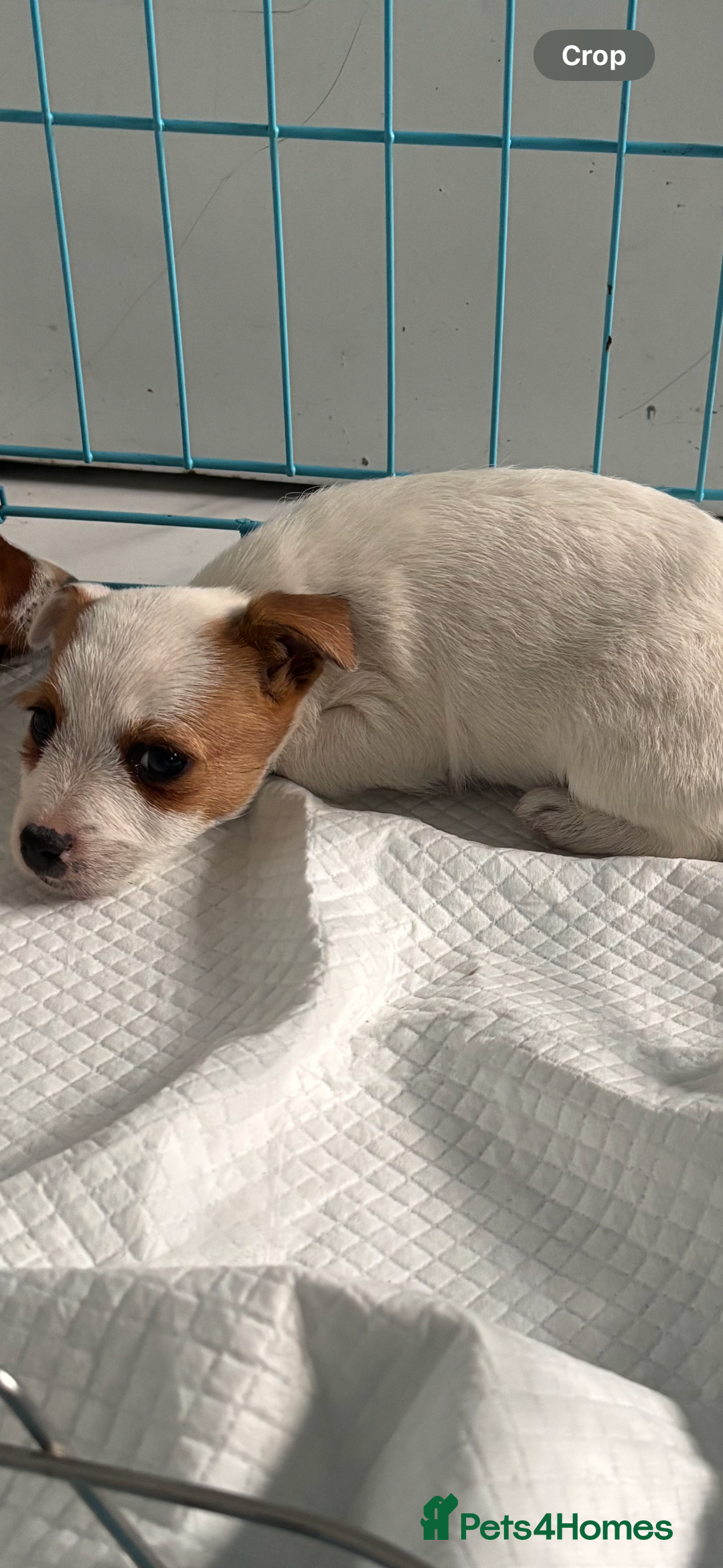 Jack Russell dogs for sale: Jack Russell bitch  - Advert 5