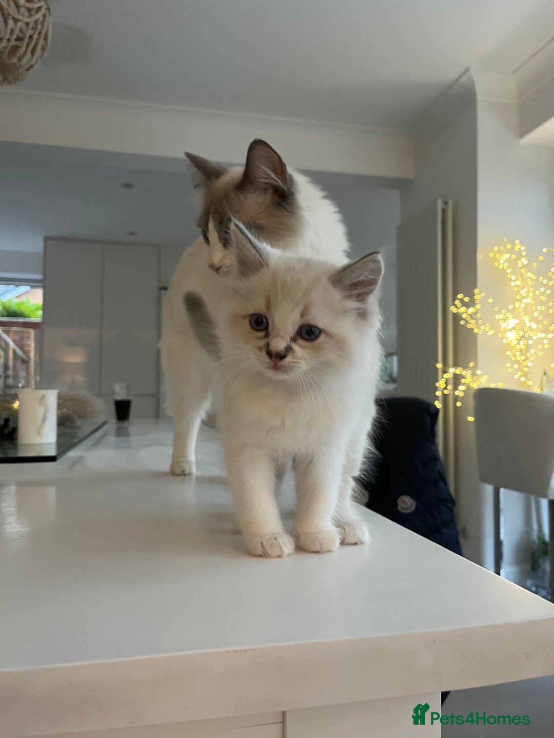 Ragdoll cats for sale: Ragdoll Kittens Available January 2026 - Advert 10