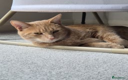 British Shorthair cats for sale: FREE - Pebbles the ginger cat (pebs) - Image 4