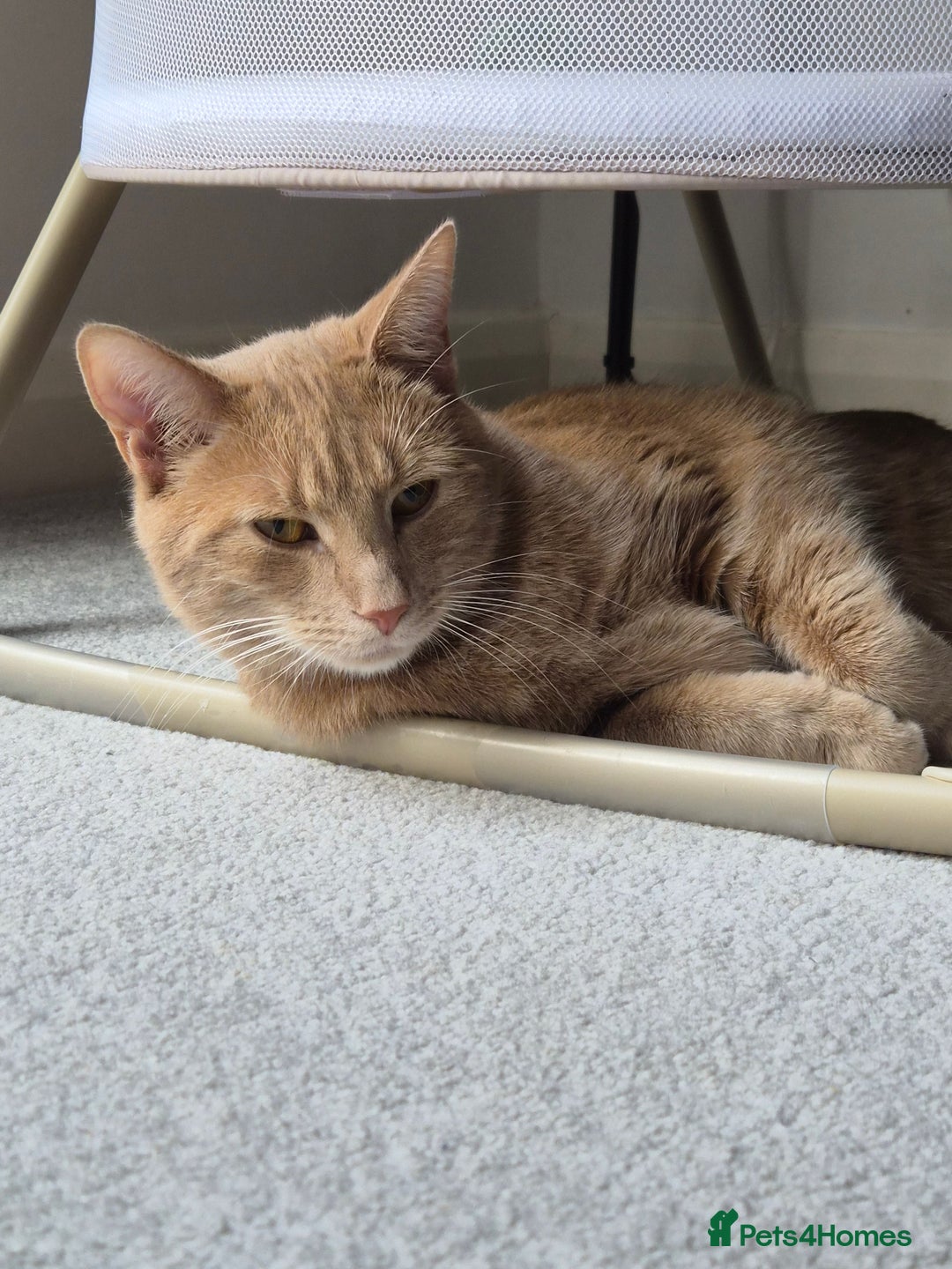 British Shorthair cats for sale: FREE - Pebbles the ginger cat (pebs) - Image 4