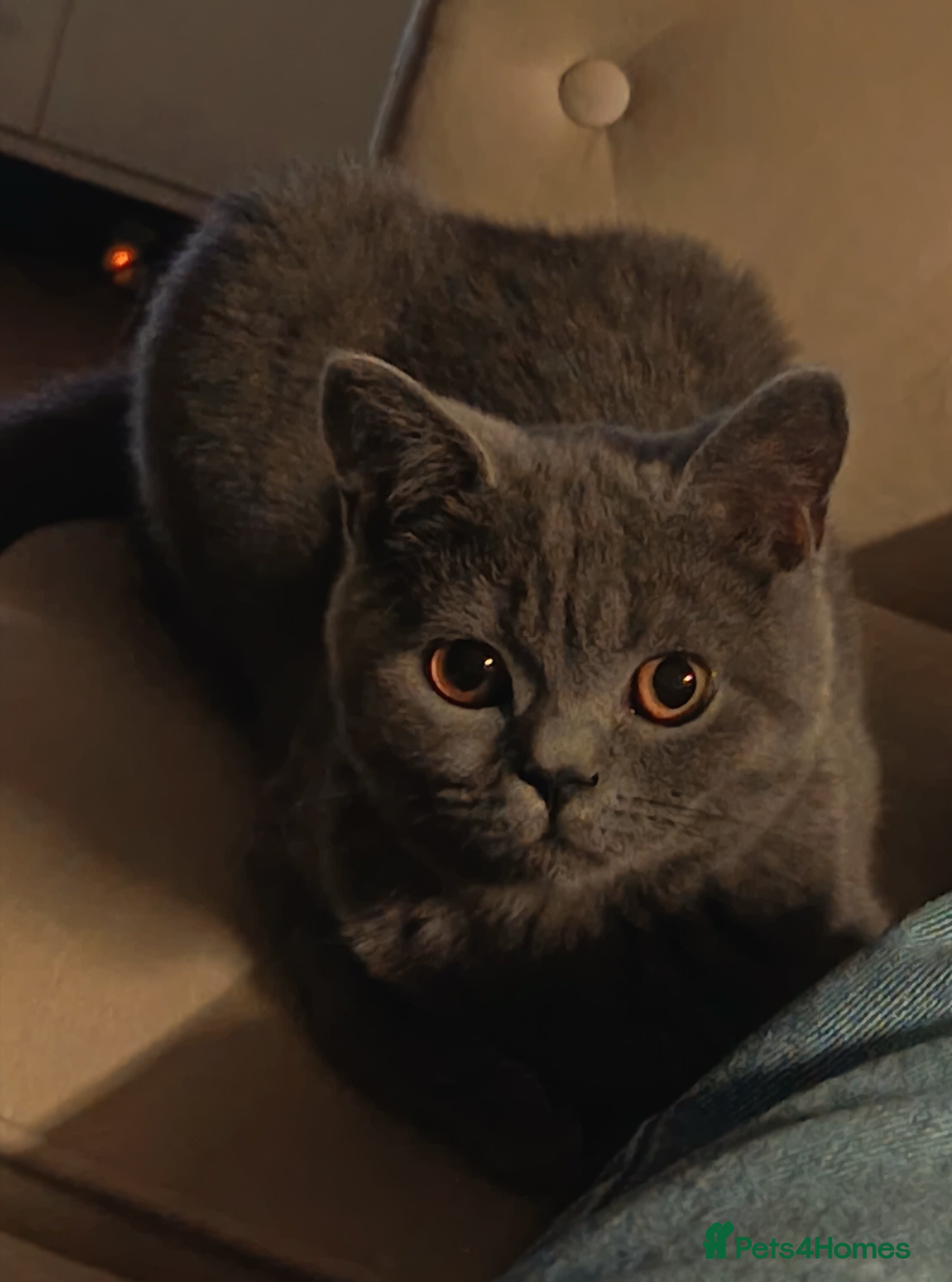 British Shorthair cats British Shorthair Female - Advert 1