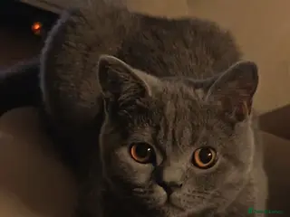 British Shorthair cats British Shorthair Female - Advert 2