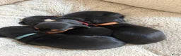 Miniature Dachshund dogs for sale: Our mini dachshund litter has arrived in Cheltenham - Advert 5