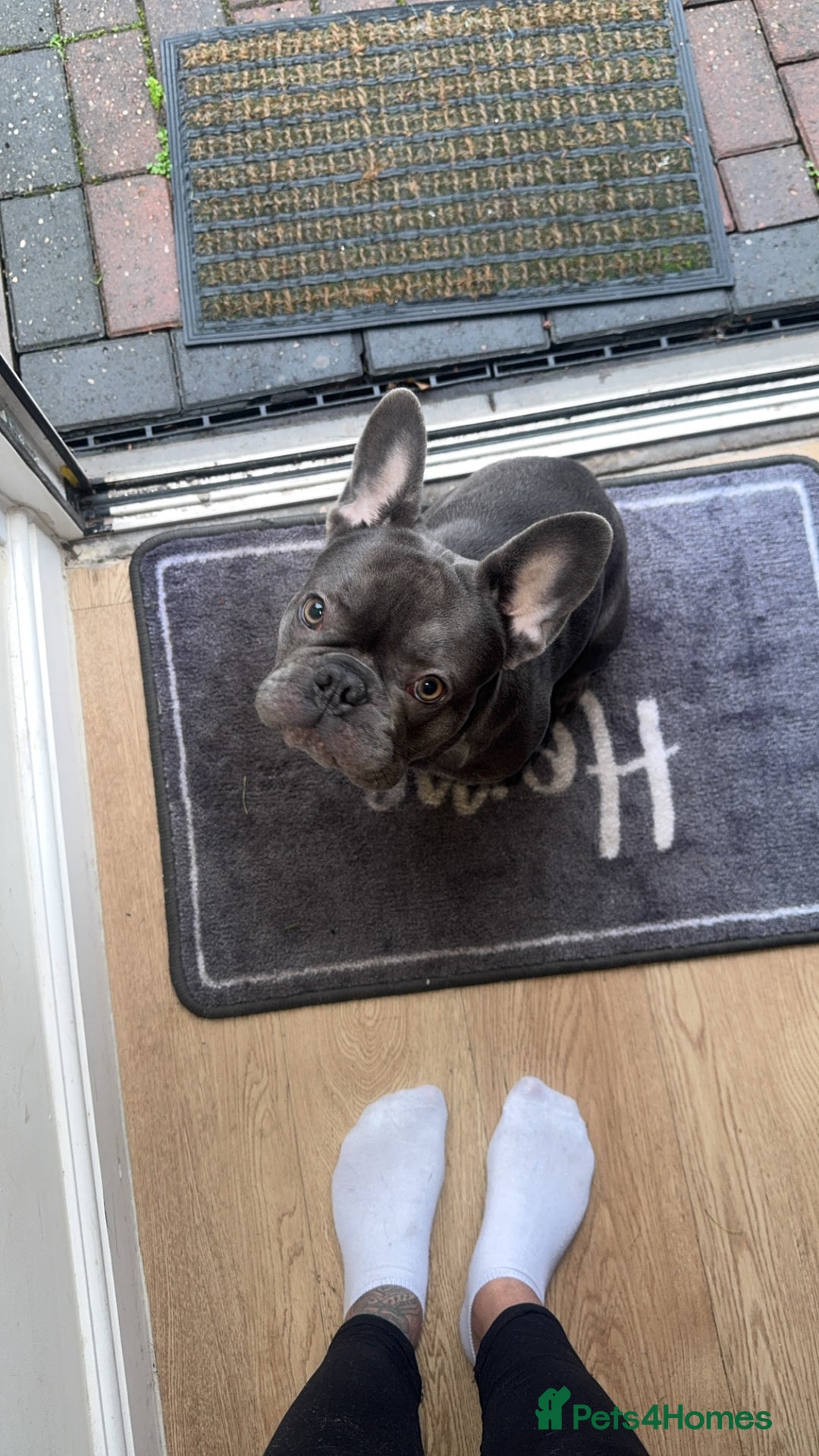 French Bulldog dogs for sale: 9 month old Frenchie looking for a new home - Advert 2