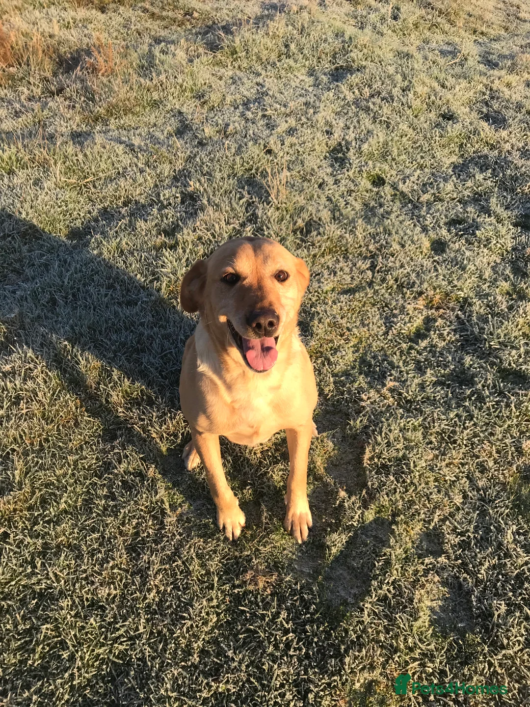 Labrador Retriever dogs for sale: Beautiful 8 year old KC Labrador - Advert 7