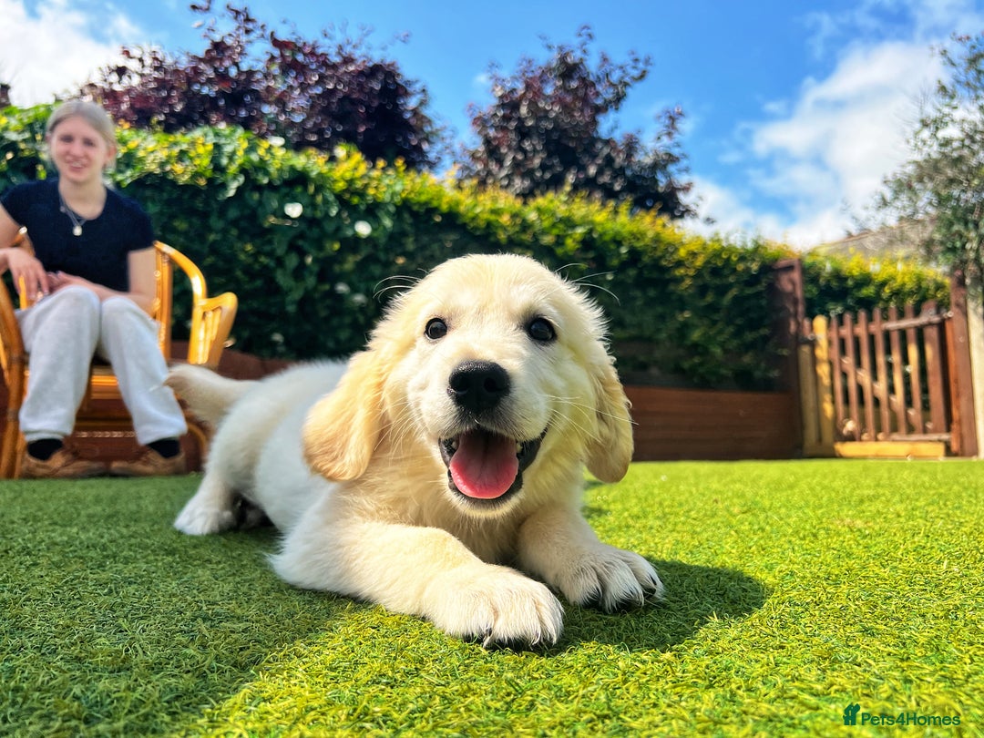 Golden Retriever dogs for sale: Stunning Litter of Golden Retrievers! in Lydbury North - Image 4