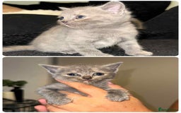 British Shorthair cats for sale: 6 beautiful kittens  - Image 6