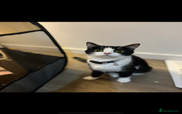 British Shorthair cats for sale: British shorthair kittens  - Image 7