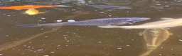 Koi Carp fish for sale: Fish pond plus fish  in Swadlincote - Advert 10